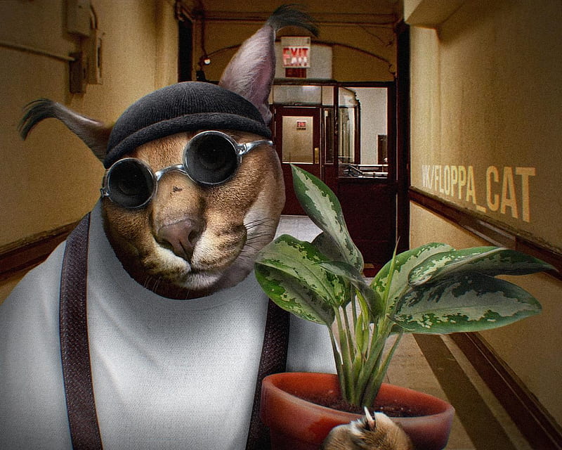 Meet 'Big Floppa' - the hero of the most popular cat meme of 2020 (), HD  wallpaper