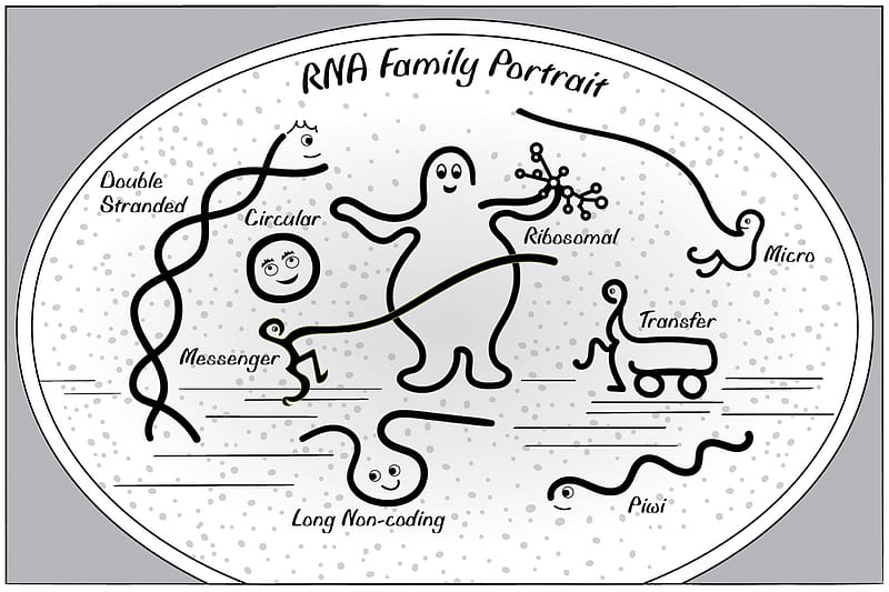  Introducción a la biología del ARN  edición de dibujos animados, Fondo de pantalla HD
