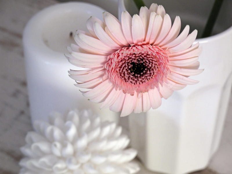 Once In A While..., candle, wonderful, vase, entertainment, love, bright, siempre, flower, pale pink, gerbera, fashion, white, light, HD wallpaper