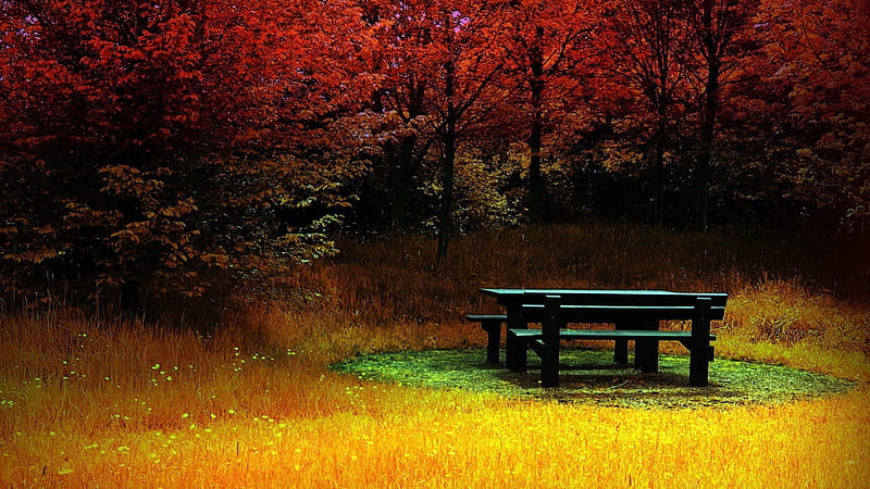 Picnic Table in Autumn Park, fall, parks, autumn, nature, picnic table, trees, HD wallpaper