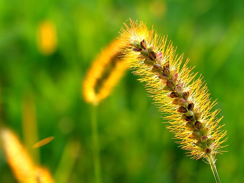 spikish green wheat flower, spikes, green, plant, HD wallpaper