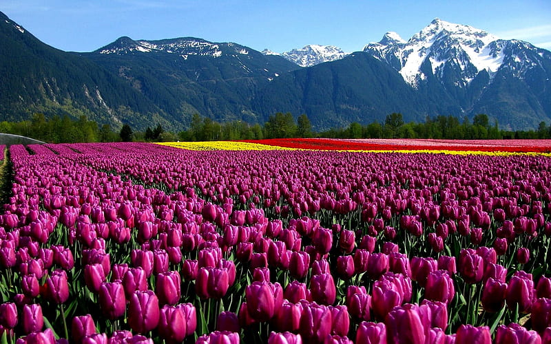 Spring Tulip Field Netherland, Spring, Mountains, Nature, Tulips, Netherlands, Flowers, HD wallpaper
