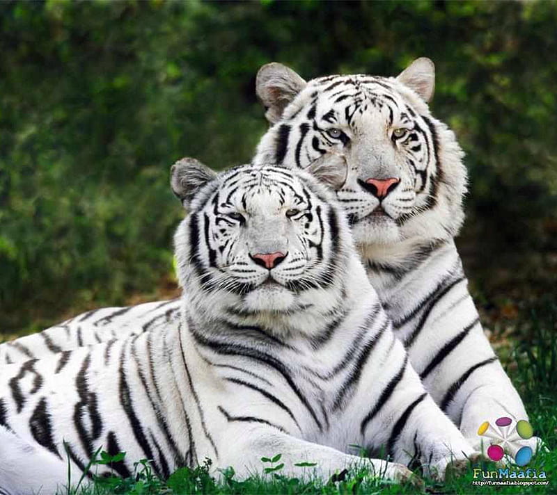 White Tiger Pair, black, stripes, wild, HD wallpaper