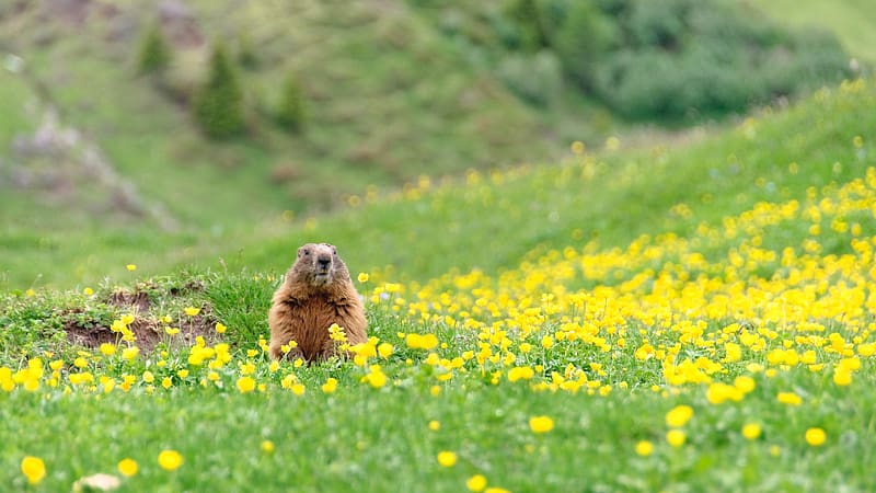 Alpine Marmot Peeking out of its burrow Bing, HD wallpaper