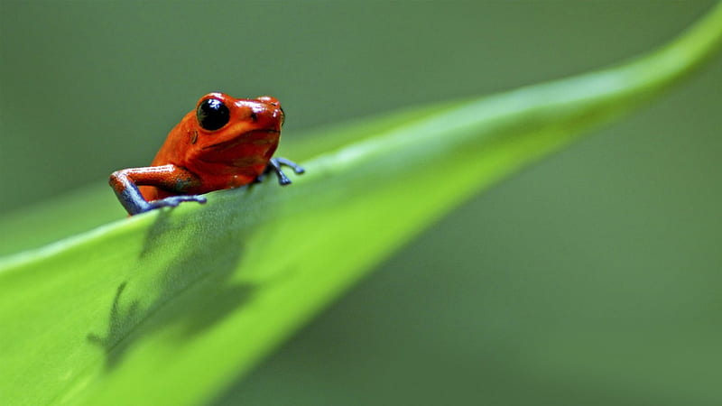 Strawberry Poison Dart Frog, frog, Central America, green, bright, leaf, HD wallpaper