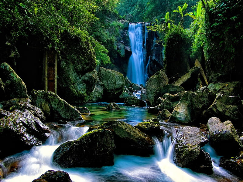 Forest waterfall, pretty, stream, fall, lovely, greenery, bonito, creek ...