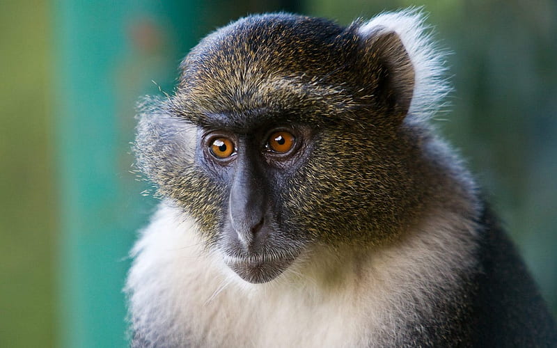 Sykes Monkey Mount Kenya National Park Kenya, HD wallpaper