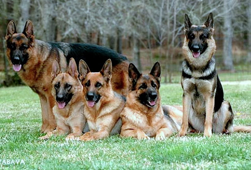 Whole dog family, new, color wallpper, HD wallpaper | Peakpx
