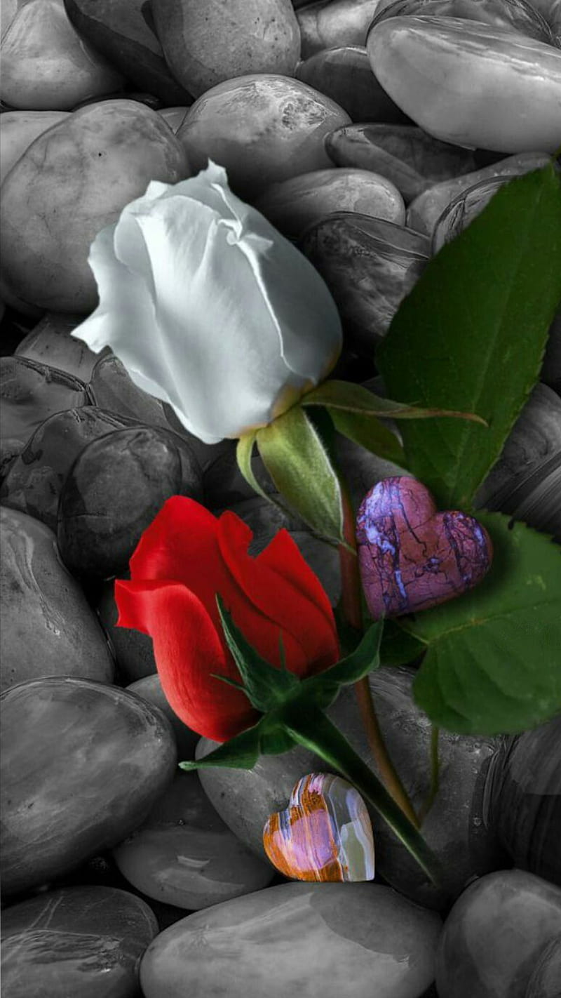 Roses, black and white, corazones, love, rose, forma, stones, HD phone ...