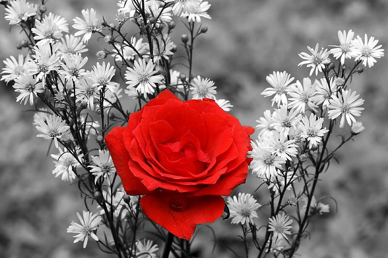 Red Rose ( Black & White Background), rose, flowers, nature, red, HD wallpaper