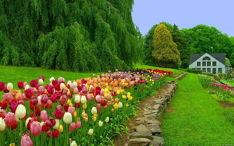 Tulips row, pretty, colorful, house, row, grass, cottage, home, bonito, nice, green, path, tulips, road, forest, lovely, greenery, spring, trees, freshness, summer, nature, HD wallpaper