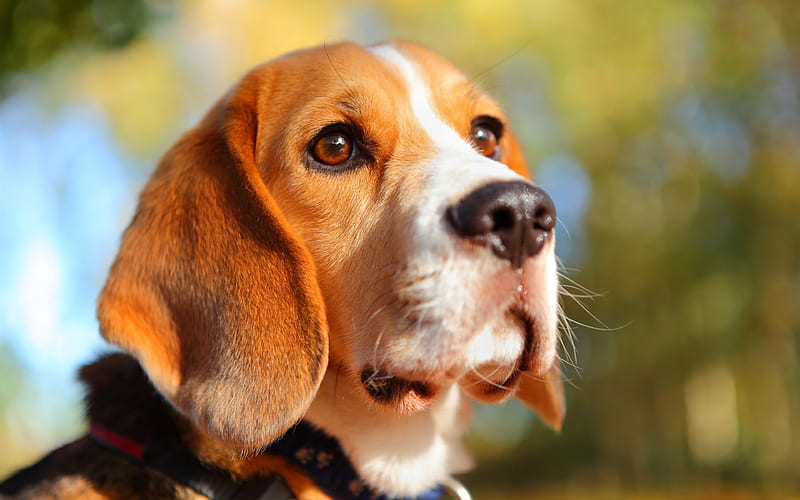 Beagle, close-up, cute animals, dogs, bokeh, pets, Beagle Dog, HD wallpaper