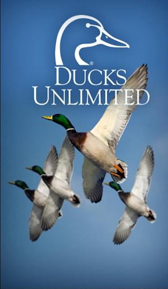Ducks Unlimited, hunting, HD phone wallpaper | Peakpx