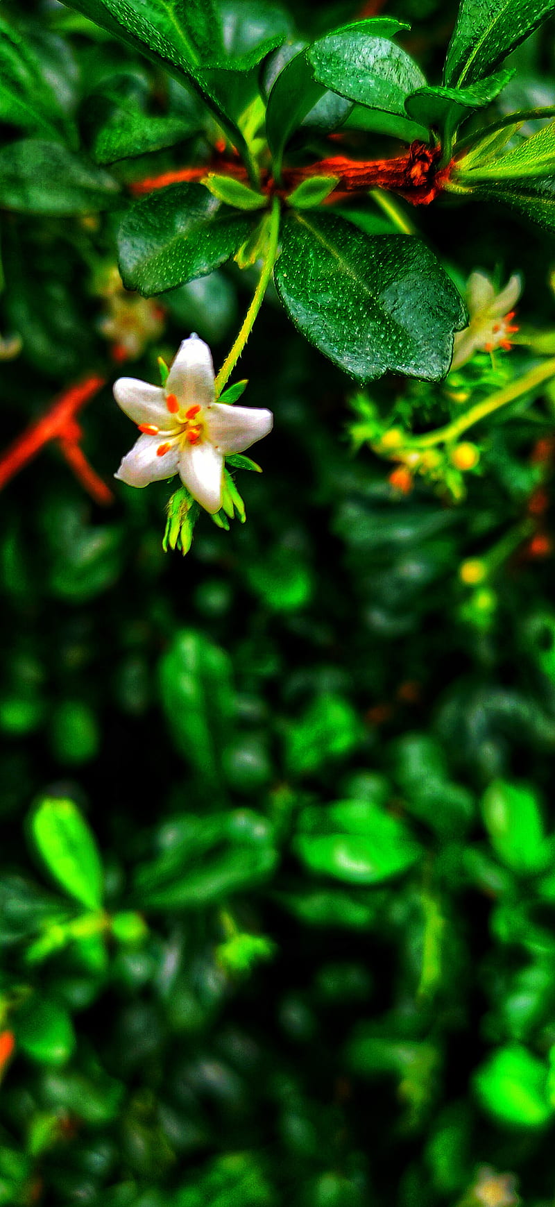 flower , bonito, cactus, grain, little flower, micro shot, mini flower, nature, opal, white flower, HD phone wallpaper