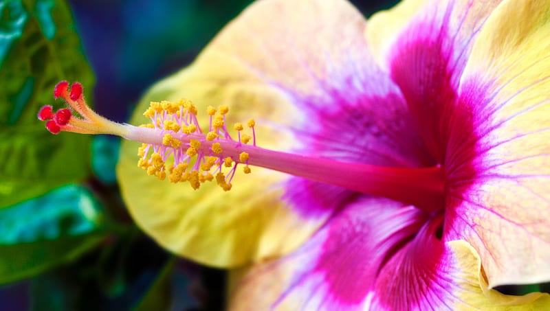 Hibiscus, yellow, red, flowers, HD wallpaper