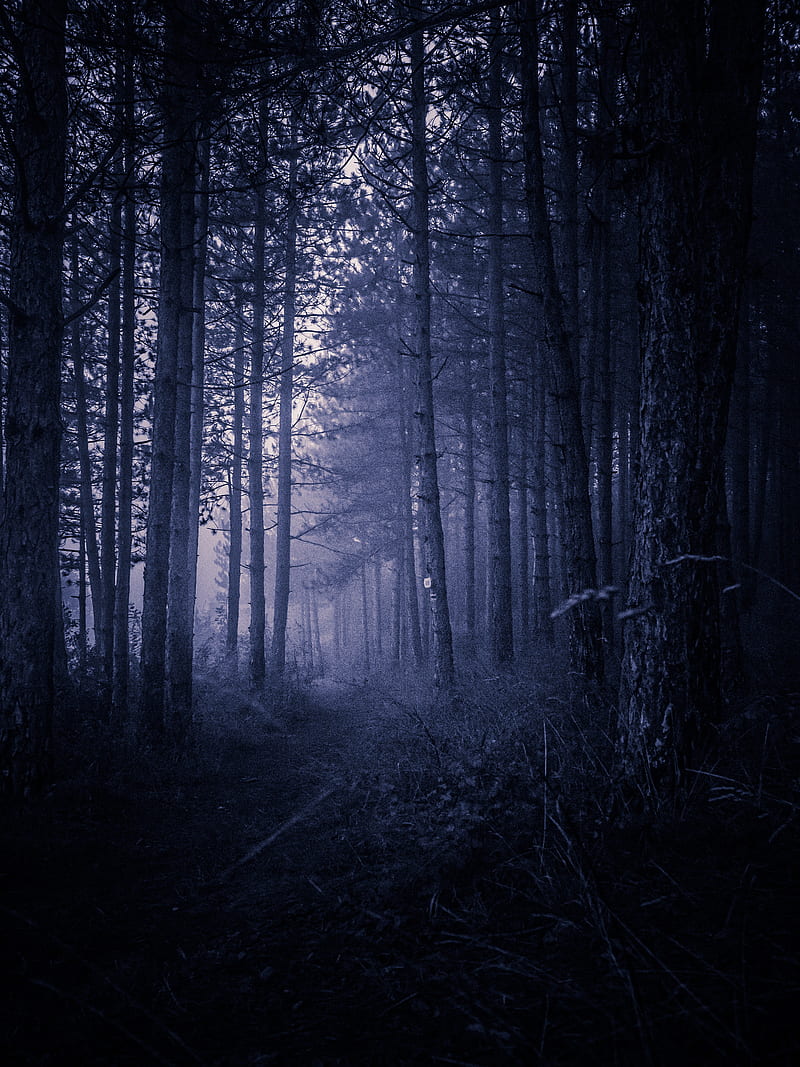 Dark woods, forest, nature, night, HD phone wallpaper