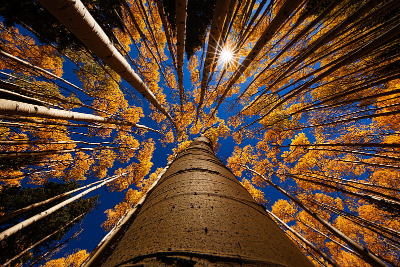 low angle graphy trees, HD wallpaper