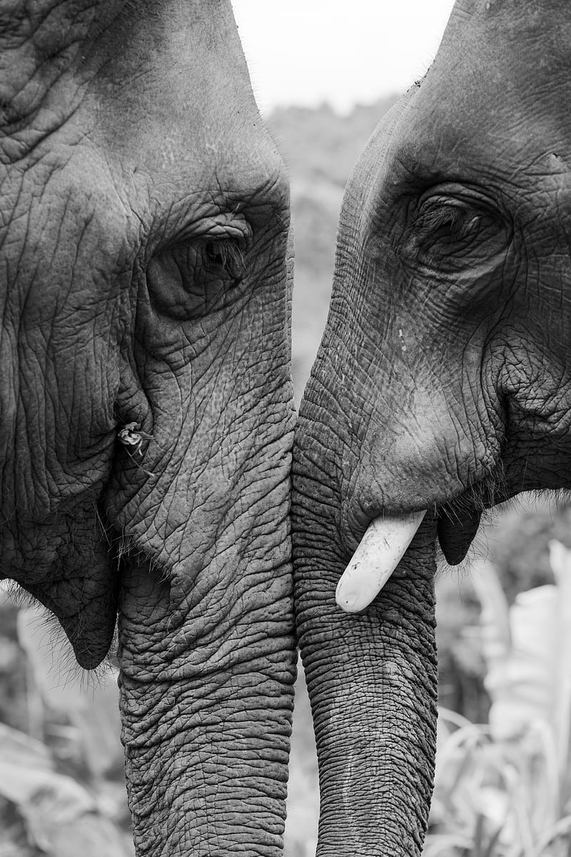 elephants, love, bw, HD phone wallpaper