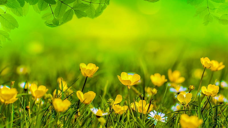 Yellow Flowers Spring Field Meadow Green Background Soft Soft, HD wallpaper