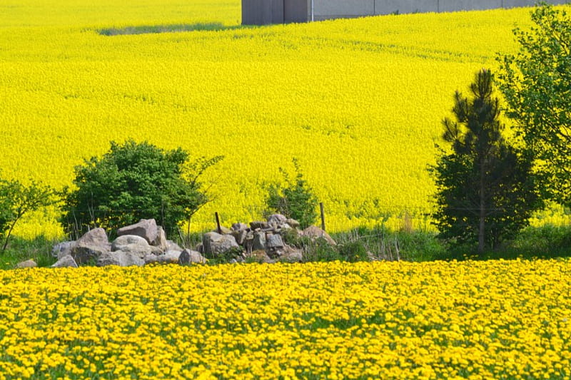 Dandelion vs mustard, dandelion, may, yellow, spring, mustard, field, HD wallpaper