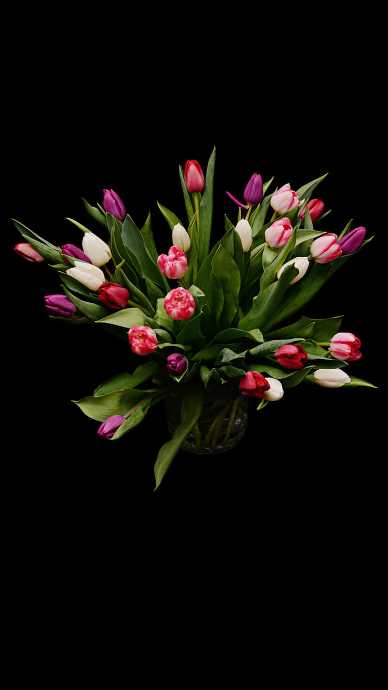 Tulips, black, feelings, flower, HD phone wallpaper