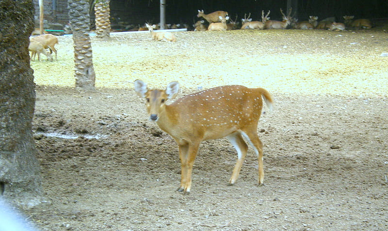Spotted deer, spotted dears, animals, deer, HD wallpaper