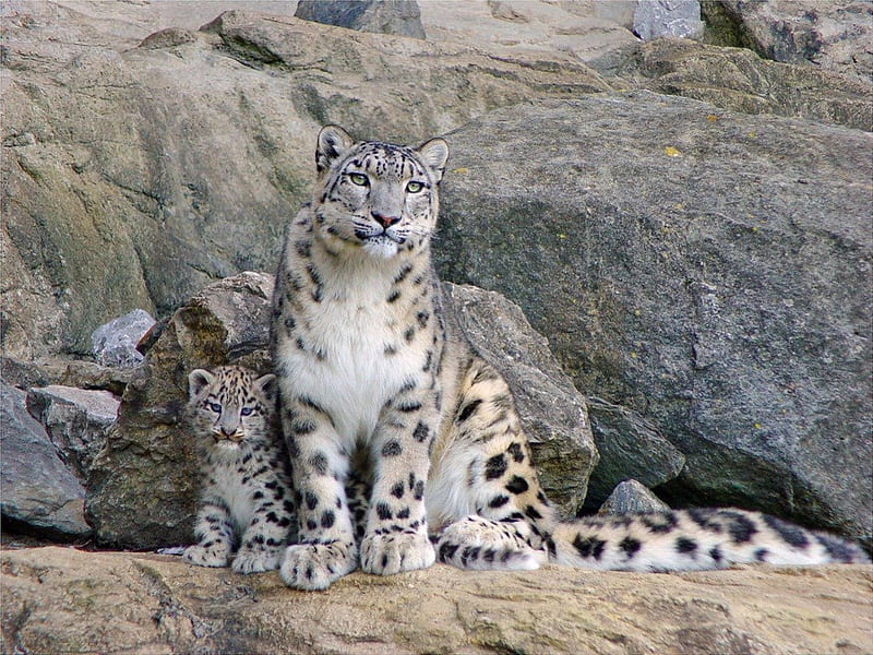 Gorgeous Snow Leopards, cute, spotted, bonito, cub, rare, mother, animals, Big cats, HD wallpaper