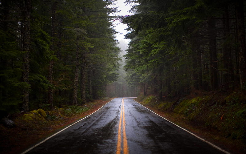 FOREST ROAD, deep forest, forest, foggy, wet, green, after rain, dark,  road, HD wallpaper | Peakpx