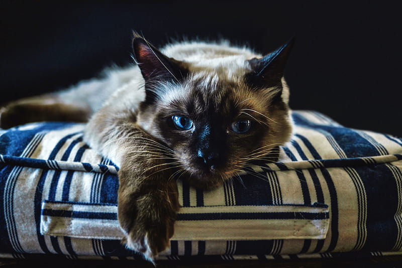 Cat, pillow, paw, siameza, pisici, white, blue eyes, HD wallpaper