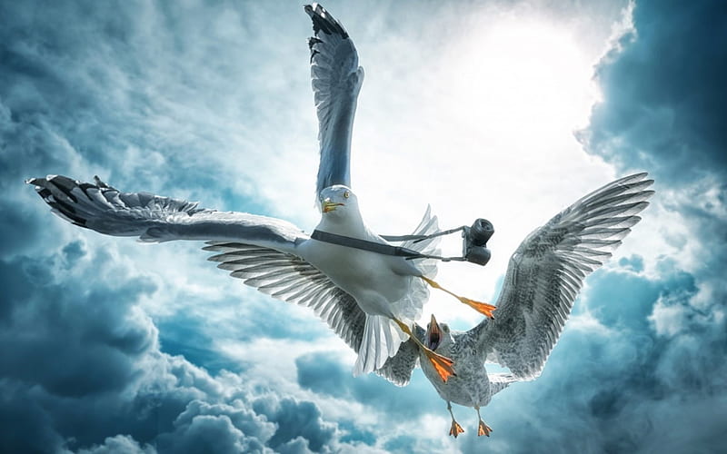 Just a paparazzo seagull in trouble, john wilhelm, cloud, camera, creative, seagull, sky, situation, fantasy, bird, white, blue, HD wallpaper