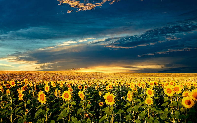 Golden Dawn, dawn, sky, sunflowers, golden, HD wallpaper