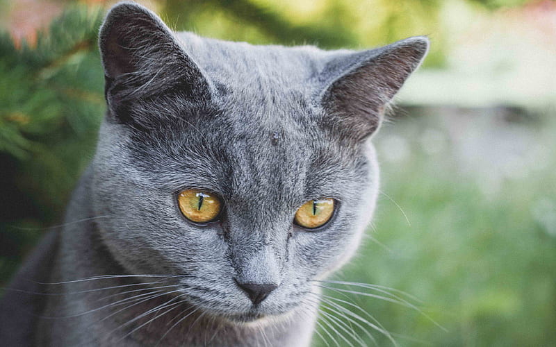 Russian Blue Cat, domestic cat portrait, gray cat, short-haired breeds of cats, HD wallpaper