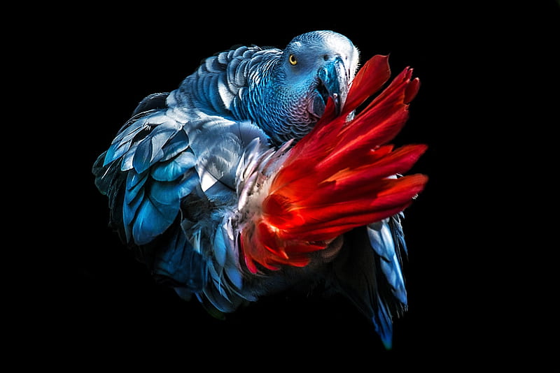Parrot, red, bird, feather, pasari, black, blue, HD wallpaper