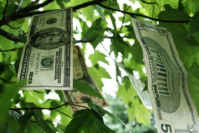 Money Growing On Trees, windfall, money, money tree, wealth, trees, cash, HD wallpaper