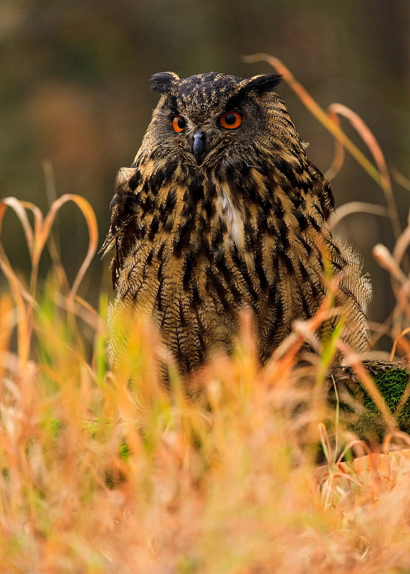 owl, bird, predator, grass, wildlife, HD phone wallpaper