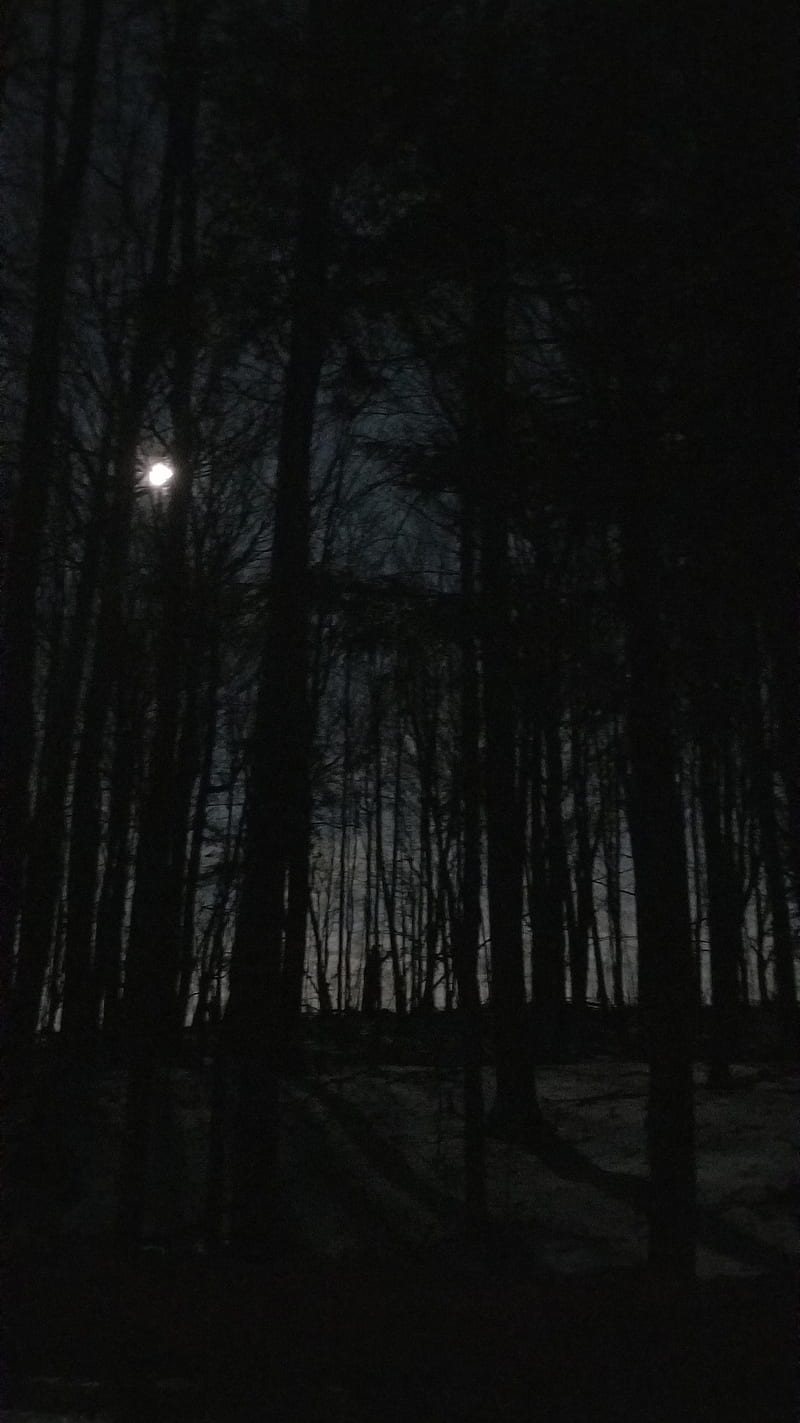 Night forest, moon, winter, HD phone wallpaper | Peakpx
