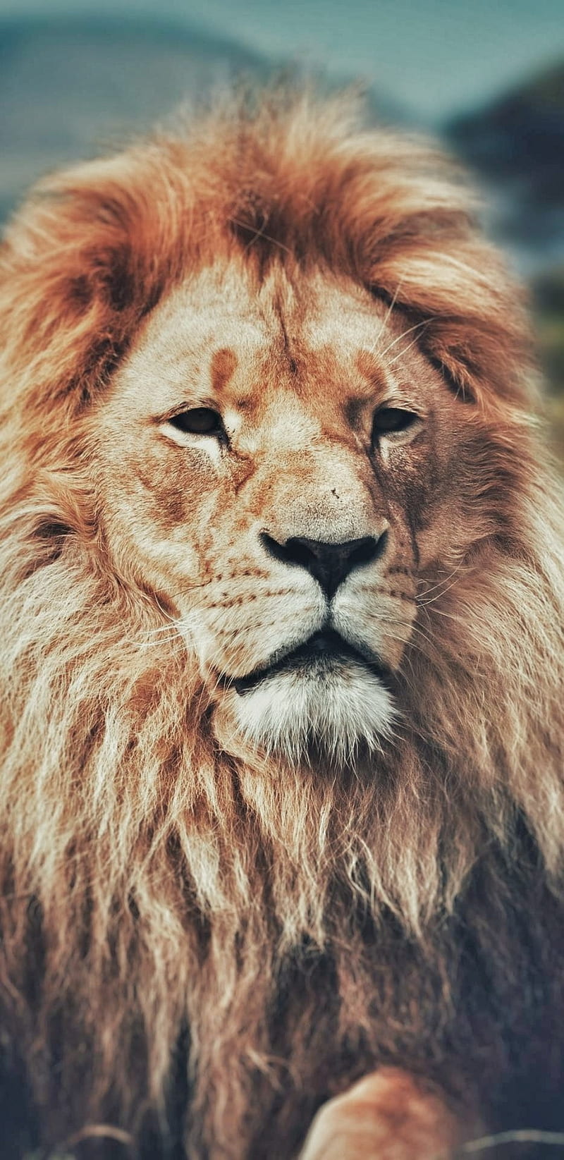 Lion, king, land, black, animated, face, pets, lions, HD phone wallpaper |  Peakpx