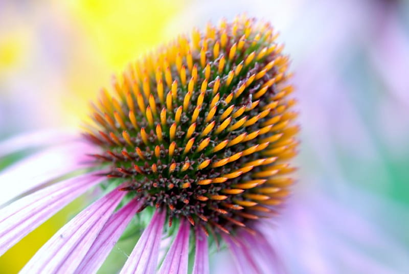 Colorful Coneflower, colorful, flowers, nature, cone flower, HD wallpaper