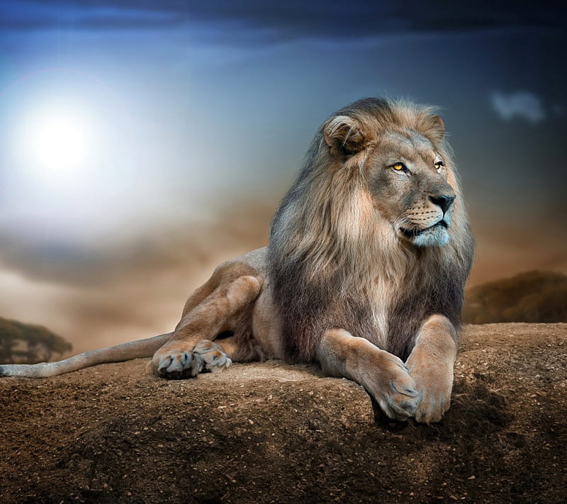 Lion, o, i, n, L, HD wallpaper