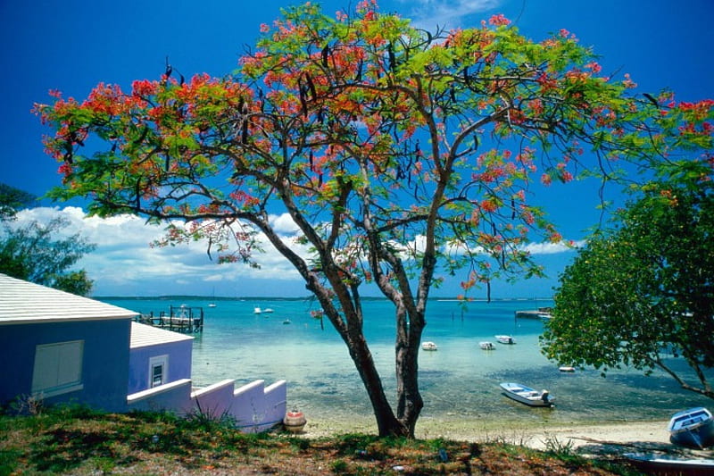 Hermoso árbol en la playa tropical, océanos, playas, paisajes, naturaleza,  árboles, Fondo de pantalla HD | Peakpx