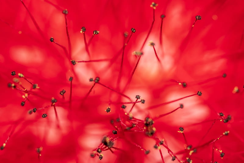 flower, stamens, anthers, macro, closeup, red, HD wallpaper