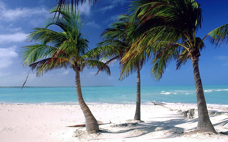 Bahamas palm tree, HD wallpaper