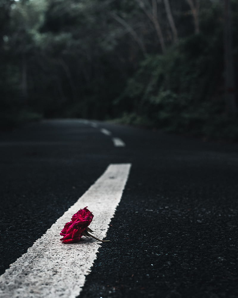 rose, flower, asphalt, road, HD phone wallpaper