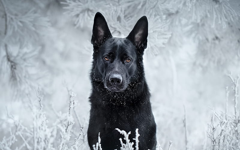 Black German Shepherd, bokeh, pets, winter, cute animals, black dog, German Shepherd, dogs, German Shepherd Dog, HD wallpaper