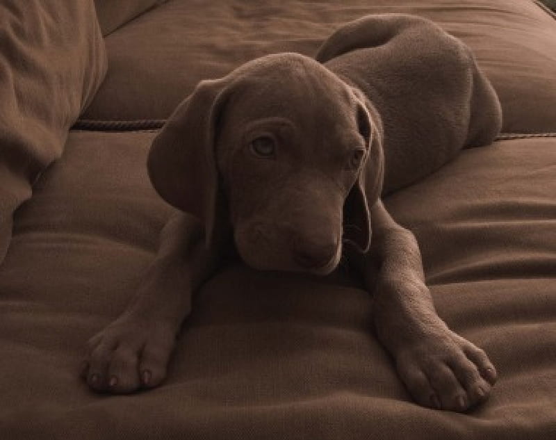 Young Labrador Dog , brown lounge, joung labrador, labrador, labrador retriever, dog, HD wallpaper