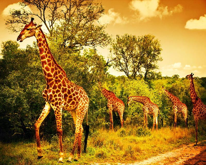 Giraffe team, jungle, giraffe, animal, africa, HD wallpaper