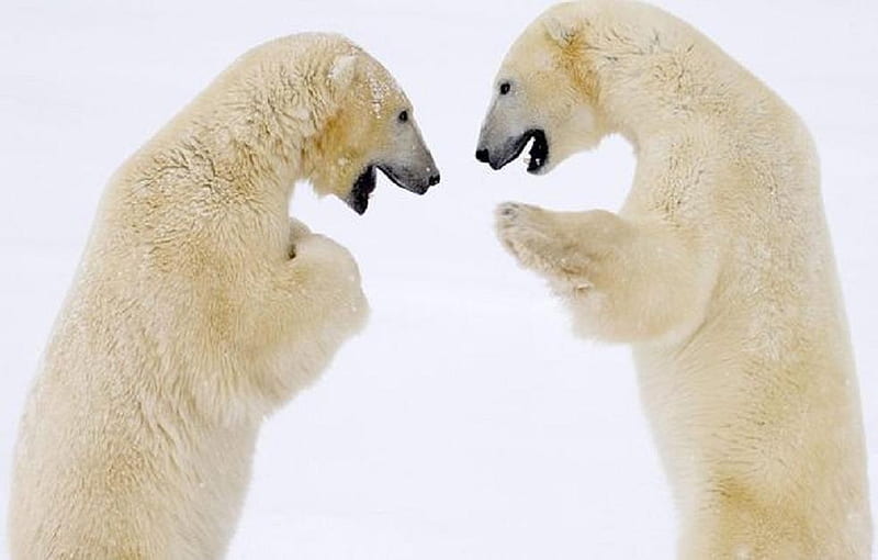 Confrontations, cute, nice, cool, graphy, polar bears, funny, animals, HD wallpaper