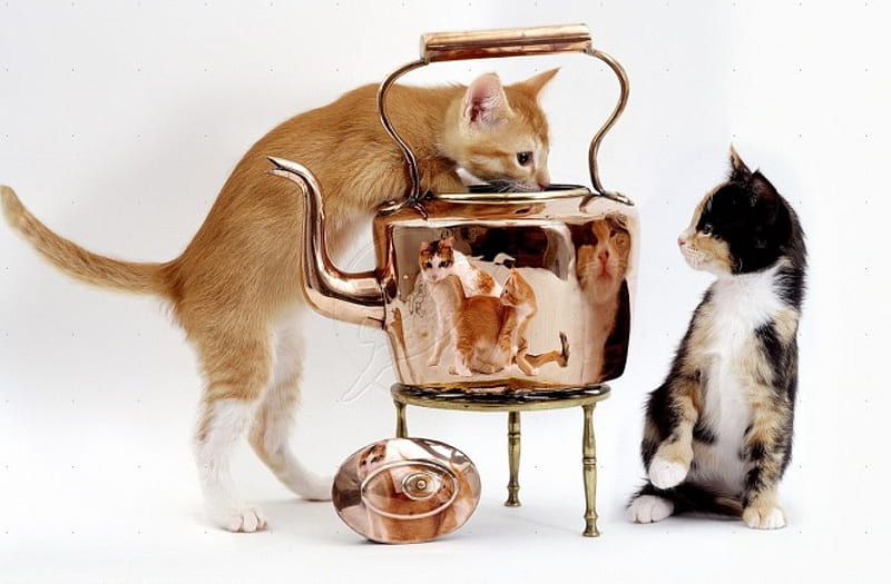 Cats and Copper Kettle, kettle, cats, animals, cooper, HD wallpaper