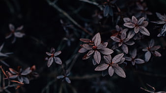 Wet Brown Leaves Dark Aesthetic, HD wallpaper | Peakpx