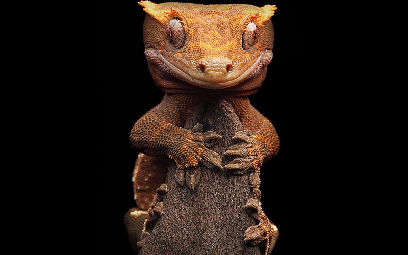 smiling gecko, humor, animal, reptile, HD wallpaper